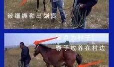 九天爆料语音骡子视频,揭秘语音骡子视频背后的秘密与真相